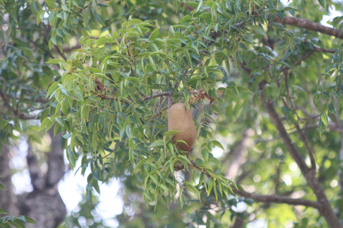 Swietenia mahagoni (L.) Jacq.